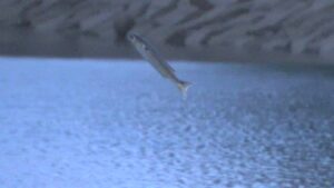 【特集】河口などでピョンピョン跳ねる魚「ボラ」の謎　君はなぜ跳ねる？未解明の謎に挑む　岡山