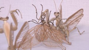 「竹の学校」新入生を募集　達人から竹の特性を学んで竹細工作り　香川