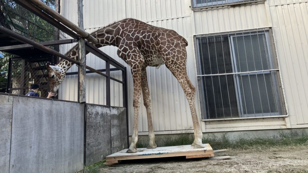 どうやって測る!?11月1日に公開で体重測定 アミメキリンのサンタロウ、リクガメのケーヅー 岡山・池田動物園
