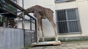 どうやって測る！？11月1日に公開で体重測定　アミメキリンのサンタロウ、リクガメのケーヅー　岡山・池田動物園