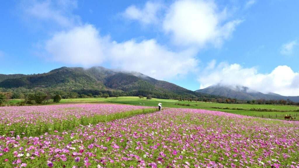 約10万本のコスモスが見ごろ　ひるぜんジャージーランドで11月中頃まで　岡山・真庭市