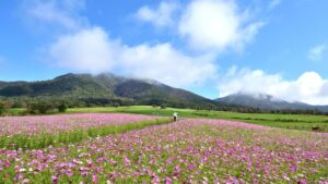 約10万本のコスモスが見ごろ　ひるぜんジャージーランドで11月中頃まで　岡山・真庭市