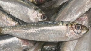 岡山の魚の定番「ママカリ」ってどんな魚？酢漬けや寿司以外でおいしい料理は？　水族館と128年続く鮮魚店で聞いてみた【みんなのハテナ】