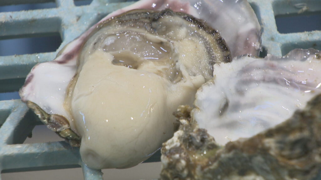 むき身用養殖カキの水揚げ 11月12日開始へ 日生町漁協「へい死の心配ない」 岡山・備前市