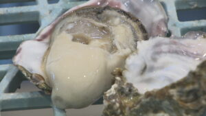 むき身用養殖カキの水揚げ　11月12日開始へ　日生町漁協「へい死の心配ない」　岡山・備前市