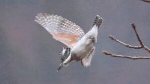 【10/15～18】岡山・津山市で愛好家が撮影した「野鳥写真展」 　生き生きとした姿を紹介