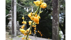 【10/16】キツネの顔の形そっくり？　岡山・高梁市特産のナスのなかま「フォックスフェイス」のイベント開催