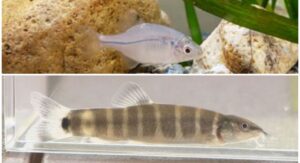 岡山の２大希少淡水魚を見よう！アユモドキとスイゲンゼニタナゴが競演　岡山