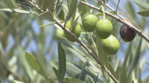 生のオリーブはどんな味？1粒から取れるオイルの量は？　収穫量全国1位の香川・小豆島で聞いてみた【みんなのハテナ】