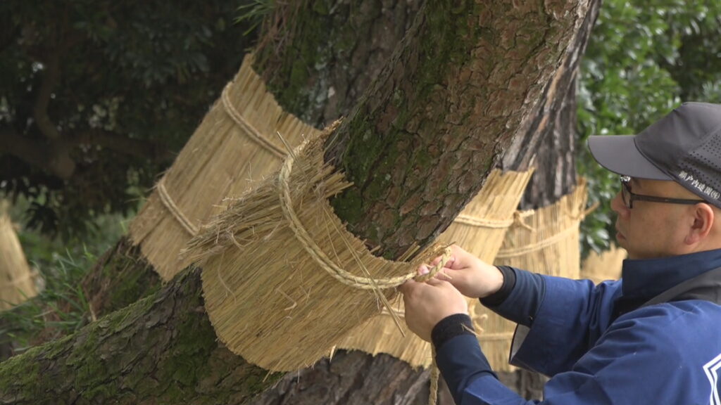 秋の風物詩　岡山後楽園で松のこも巻き　来園者「伝統行事なので初めて見られて良かった」
