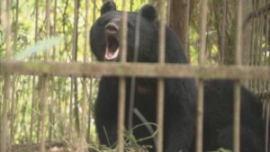 ツキノワグマの出没　9月末までに77件　岡山県