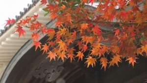 【～12/10】四国の素敵な景色を！「ジーーーンと四国！しこくーるフォトコンテスト」秋期募集　四国ツーリズム創造機構
