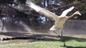 岡山後楽園　5月誕生のタンチョウのヒナ死ぬ　羽を広げたまま池に倒れ込み…