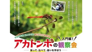 【10/12】秋の風物詩・アカトンボの観察会　青いアカトンボも？　香川・まんのう町