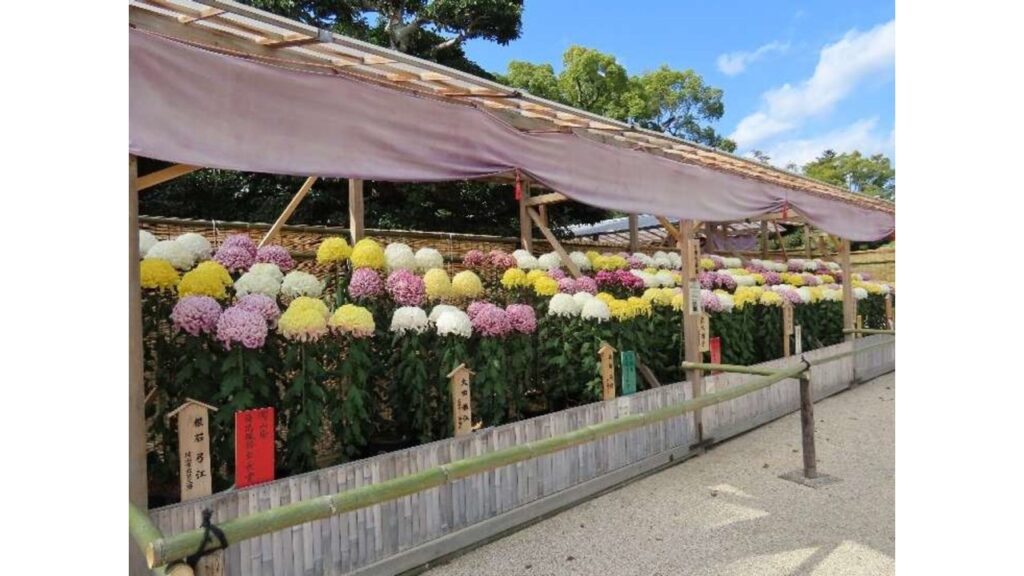 【10/25~11/15】菊の花で後楽園を彩る　「岡山県後楽園菊花大会」　