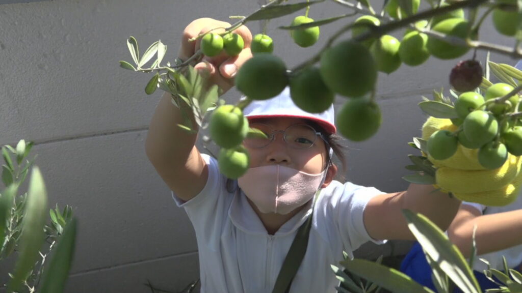 小豆島で小学生がオリーブの収穫体験「たくさん取れた」「オリーブ大好き」 香川
