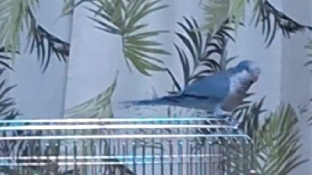 歌うと合いの手を入れる！オキナインコのぴーちゃん「あ、そ～れ！」　岡山市