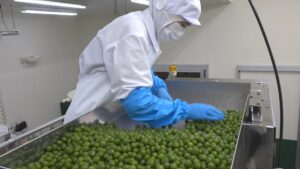 秋の味覚「新漬けオリーブ」の袋詰め作業が小豆島で本格化　天ぷらやまぜご飯にも　香川