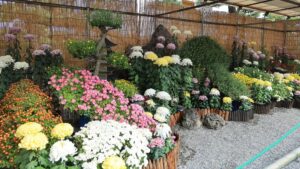 【10/24~】玉藻公園の秋の風物詩「高松市菊花展競技会」開催　高松市